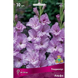 ������ ������ ��������� �����   ����