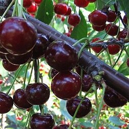 ������ ������ ����� �������� (���)   ����