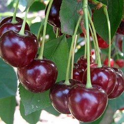 ������ ������ ����� ����� (���)   ����