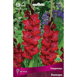 ������ ������ ��������� �������   ����