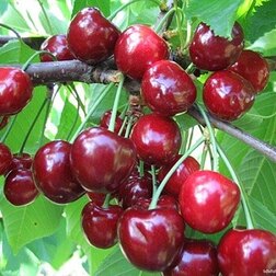 ������ ������ ������� ���������   ����