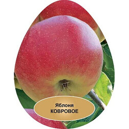 ������ ������ ������ ���������� ��������   ����