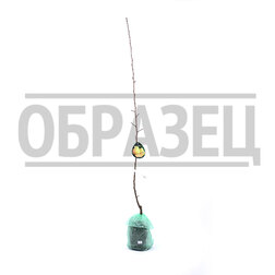 ������ ������ ����� ������� (� �����)   ����