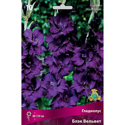 ������ ������ ��������� ���� �������   ����