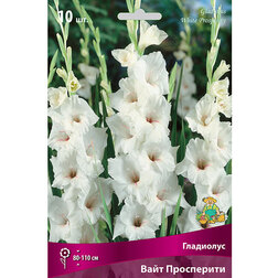 ������ ������ ��������� ���� ����������   ����