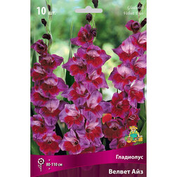 ������ ������ ��������� ������ ���   ����