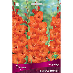 ������ ������ ��������� ���� ��������   ����