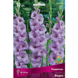 ������ ������ ��������� �����   ����