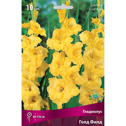 ������ ������ ��������� ���� ����   ����