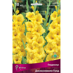 ������ ������ ��������� ����������� ����   ����