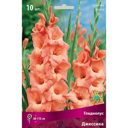 ������ ������ ��������� ��������   ����