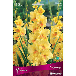 ������ ������ ��������� �������   ����