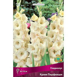 ������ ������ ��������� ���� ��������   ����