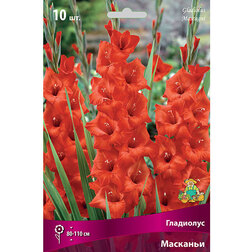 ������ ������ ��������� ��������   ����