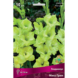 ������ ������ ��������� ���� ����   ����