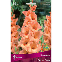 ������ ������ ��������� ����� ����   ����