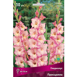 ������ ������ ��������� ���������   ����