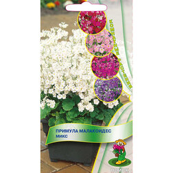 ������ ������ ������� ���������� ����   ����