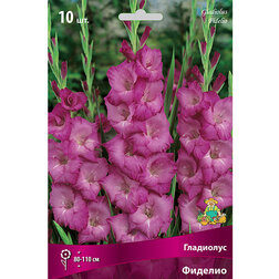 ������ ������ ��������� �������   ����