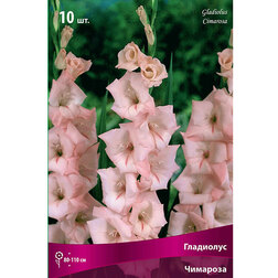 ������ ������ ��������� ��������   ����