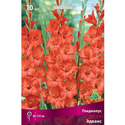 ������ ������ ��������� ������   ����