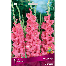 ������ ������ ��������� ������   ����