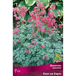 ������ ������ �������� �������� ���� �� �����   ����