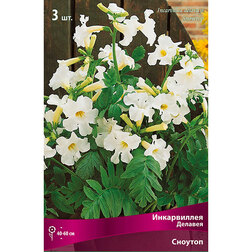 ������ ������ ����������� ������� ������� (3 ��.)   ����