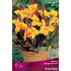 ������ ������ ����� ������������� ���� ����   ����