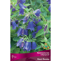 ������ ������ ����������� ��������� ���� �����   ����