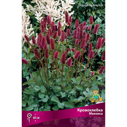 ������ ������ ����������� �������   ����