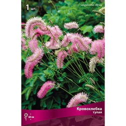 ������ ������ ����������� �����   ����