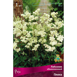 ������ ������ �������� ������������ �����   ����