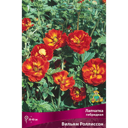 ������ ������ �������� ��������� ������ ���������   ����