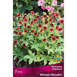 ������ ������ �������� ��������� ������ �������   ����