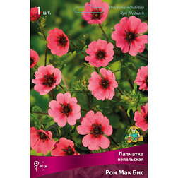 ������ ������ �������� ���������� ��� ��� ���   ����