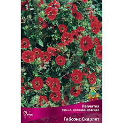 ������ ������ �������� ����-�������-������� ������ �������   ����