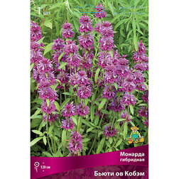 ������ ������ ������� ��������� ����� �� �����   ����