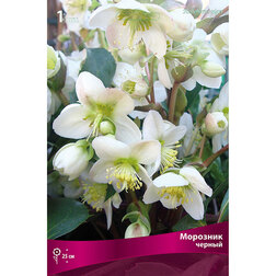 ������ ������ �������� ������   ����