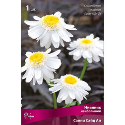 ������ ������ ������� ���������� ����� ���� ��   ����