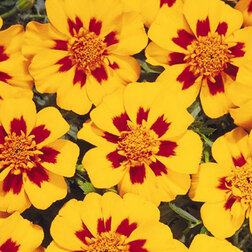 ������ ������ �������� ����������� ����� �������(1 ��-1000 ��) ���������������� ������   ����