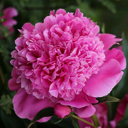 ������ ������ ���� ����������� �������   ����