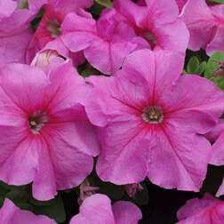 ������ ������ ������� ����������� ����� ��� �� ���� (1��-1000�����) ���������������� ������   ����