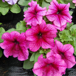 ������ ������ ������� ����������� ����� ��� �� ���� (1��-1000�����) ���������������� ������   ����