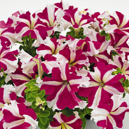 ������ ������ ������� ����������� �������� ���� ���� (1��-1000��) ���������������� ������   ����