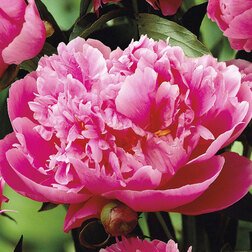 ������ ������ ���� ����������� ������   ����