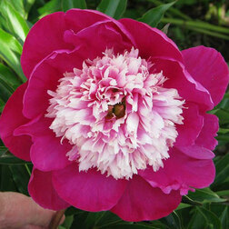 ������ ������ ���� ����������� ���� ���   ����