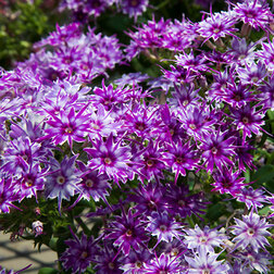 ������ ������ ����� �������� ��� (1��-250��) ���������������� ������   ����