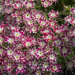 ������ ������ ����� �������� ���� ��� �� (1��-100��) ���������������� ������   ����