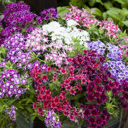 ������ ������ ����� �������� ������� ���� (1��-250��) ���������������� ������   ����